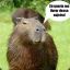 Capivara