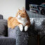 sofacat