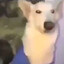 dog with shirt's avatar