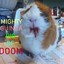 Mighty guinea pig of dooM