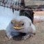 Suosaaari