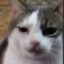 Gato Enojado -_-