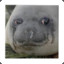 suicidal seal