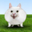 KISSA PISSA MIES