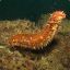 Sea Cucumber