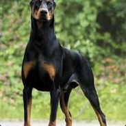 Doberman zero alcool