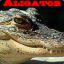 Aligator