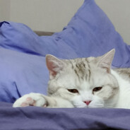 arsss - steam id 76561199007929117