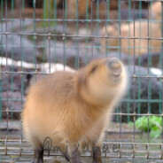 两周夏令营，一生军旅情