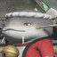 Gokuka C.