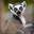 Lemur's avatar