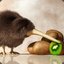 BOT kiwi