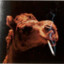 Camel Smoking a Cigarette