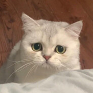 ---------下等马分界线-----