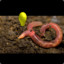 smartworm