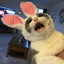 FunnyBunny