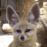 DustyFennec avatar