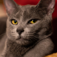 不会玩啊教教我