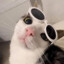 Gatito