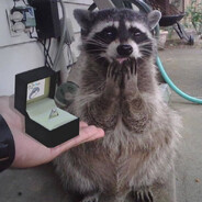 i married a raccoon