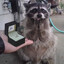 i married a raccoon