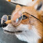 TheSandboxFoxx