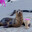 i love seals