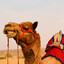 Effervescent Camel