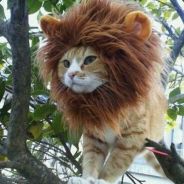 LionNL