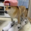 Oski