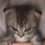 ฅʕ•̫͡•ʔฅ