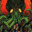 cthulhu's avatar