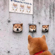 实名上网：毕加锁