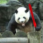 PandaWan