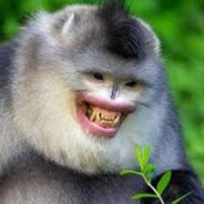 monkey_eets_banana9
