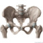 Pelvis