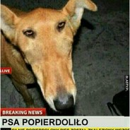 Psa popierdoliło
