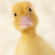 Bosca - steam id 76561198028559883