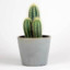A Sexually Attractive Cactus