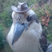 Cowboy Kookaburra