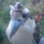 Cowboy Kookaburra