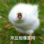 TW_XiaoWei