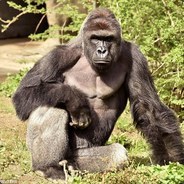 Harambe The Almighty - steam id 76561197971048796