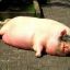 Fat_Ass_Pig