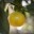 Citrus