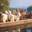 GoatsOnABoat™
