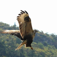 一只勇猛的老鹰