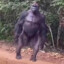 bonkur
