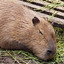 Sleepy Capybara