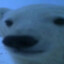 Sexy polarbear :3 hehe *rubs coc